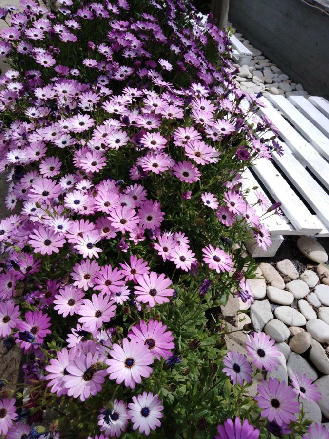 Sofia'S Garden Apartment Limenaria  Exterior photo